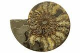 Cut & Polished, Agatized Ammonite Fossil - Madagascar #317505-1